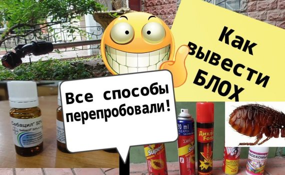 Эффективные способы очистить полы от блох в квартире